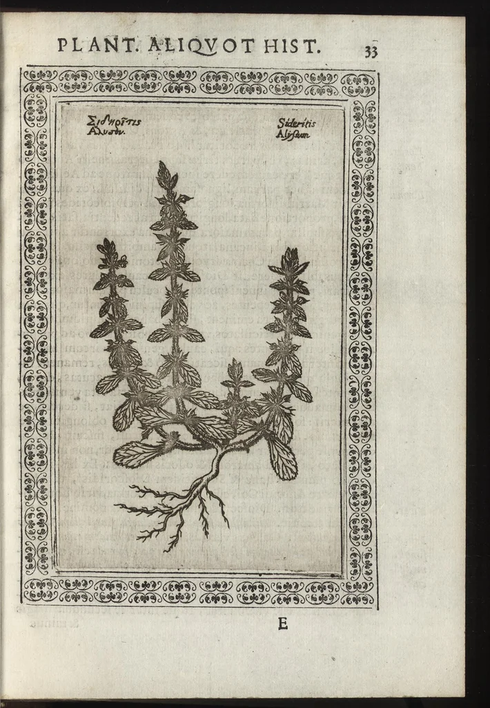 An illustration from Phytobasanos, sive plantarvm aliqvot historia : in qva describvntvr diversi generis plantæ veriores, ac magis facie, viribúsque respondentes antiquorum Theophrasti, Dioscoridis, Plinij, Galeni, aliorúmque delineationibus, ab alijs hucusque non animaduersæ, 1592, leaf 56