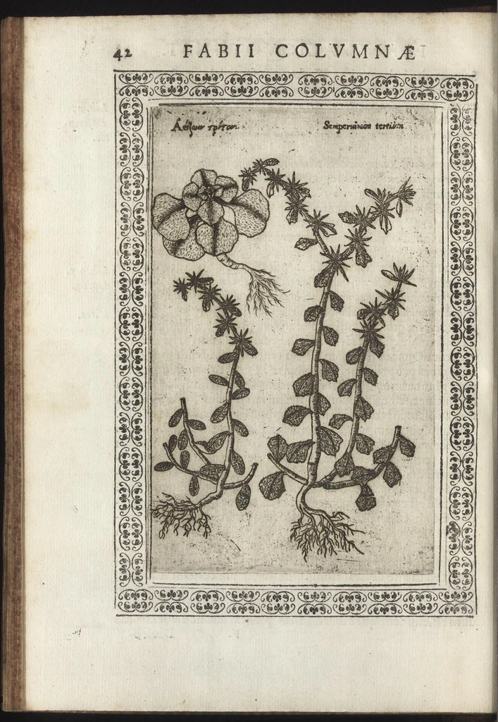 An illustration from Phytobasanos, sive plantarvm aliqvot historia : in qva describvntvr diversi generis plantæ veriores, ac magis facie, viribúsque respondentes antiquorum Theophrasti, Dioscoridis, Plinij, Galeni, aliorúmque delineationibus, ab alijs hucusque non animaduersæ, 1592, leaf 65