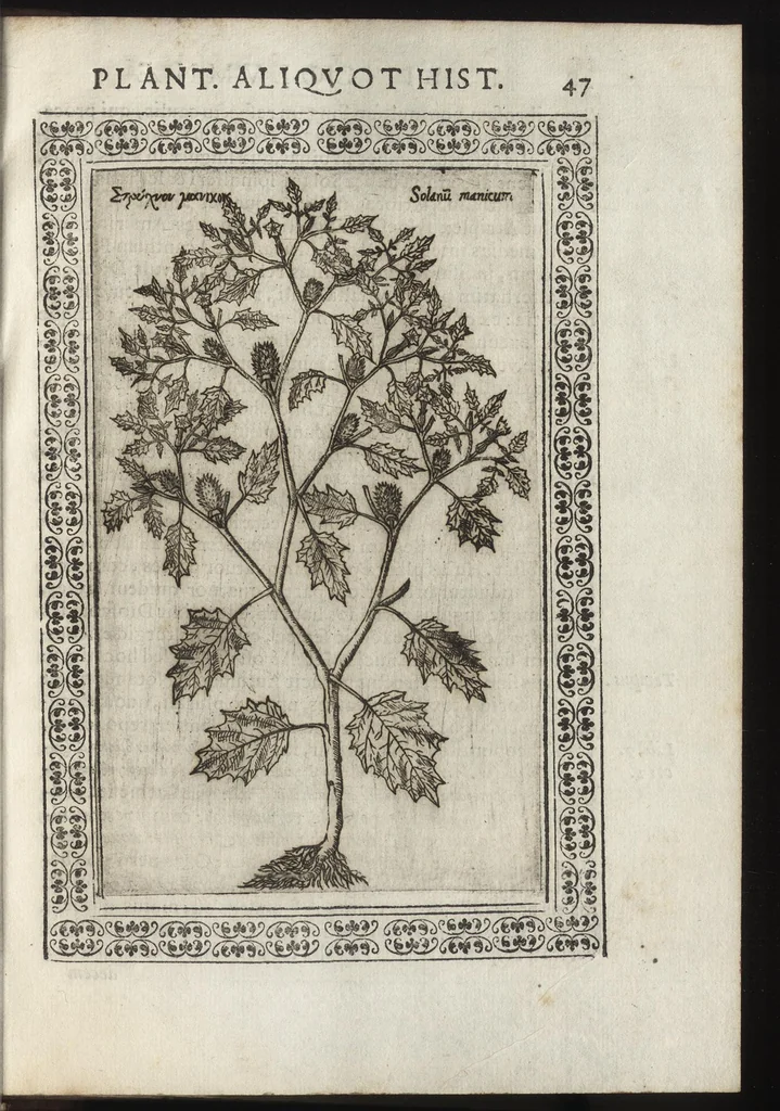 An illustration from Phytobasanos, sive plantarvm aliqvot historia : in qva describvntvr diversi generis plantæ veriores, ac magis facie, viribúsque respondentes antiquorum Theophrasti, Dioscoridis, Plinij, Galeni, aliorúmque delineationibus, ab alijs hucusque non animaduersæ, 1592, leaf 70
