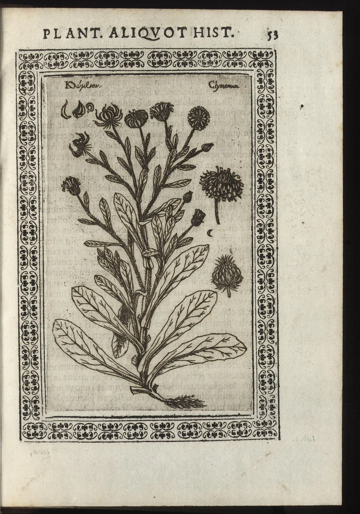An illustration from Phytobasanos, sive plantarvm aliqvot historia : in qva describvntvr diversi generis plantæ veriores, ac magis facie, viribúsque respondentes antiquorum Theophrasti, Dioscoridis, Plinij, Galeni, aliorúmque delineationibus, ab alijs hucusque non animaduersæ, 1592, leaf 76