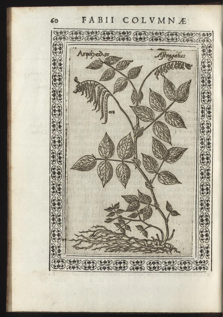 An illustration from Phytobasanos, sive plantarvm aliqvot historia : in qva describvntvr diversi generis plantæ veriores, ac magis facie, viribúsque respondentes antiquorum Theophrasti, Dioscoridis, Plinij, Galeni, aliorúmque delineationibus, ab alijs hucusque non animaduersæ, 1592, leaf 83