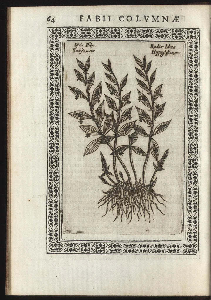 An illustration from Phytobasanos, sive plantarvm aliqvot historia : in qva describvntvr diversi generis plantæ veriores, ac magis facie, viribúsque respondentes antiquorum Theophrasti, Dioscoridis, Plinij, Galeni, aliorúmque delineationibus, ab alijs hucusque non animaduersæ, 1592, leaf 87