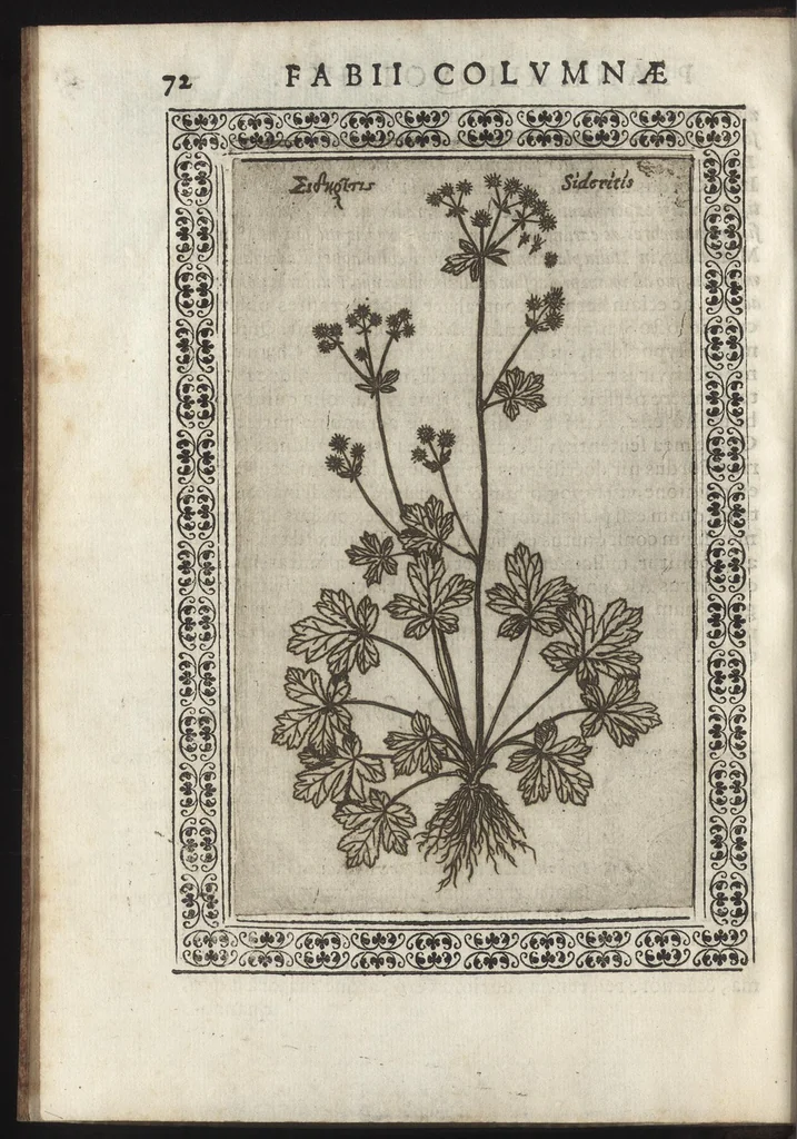 An illustration from Phytobasanos, sive plantarvm aliqvot historia : in qva describvntvr diversi generis plantæ veriores, ac magis facie, viribúsque respondentes antiquorum Theophrasti, Dioscoridis, Plinij, Galeni, aliorúmque delineationibus, ab alijs hucusque non animaduersæ, 1592, leaf 95
