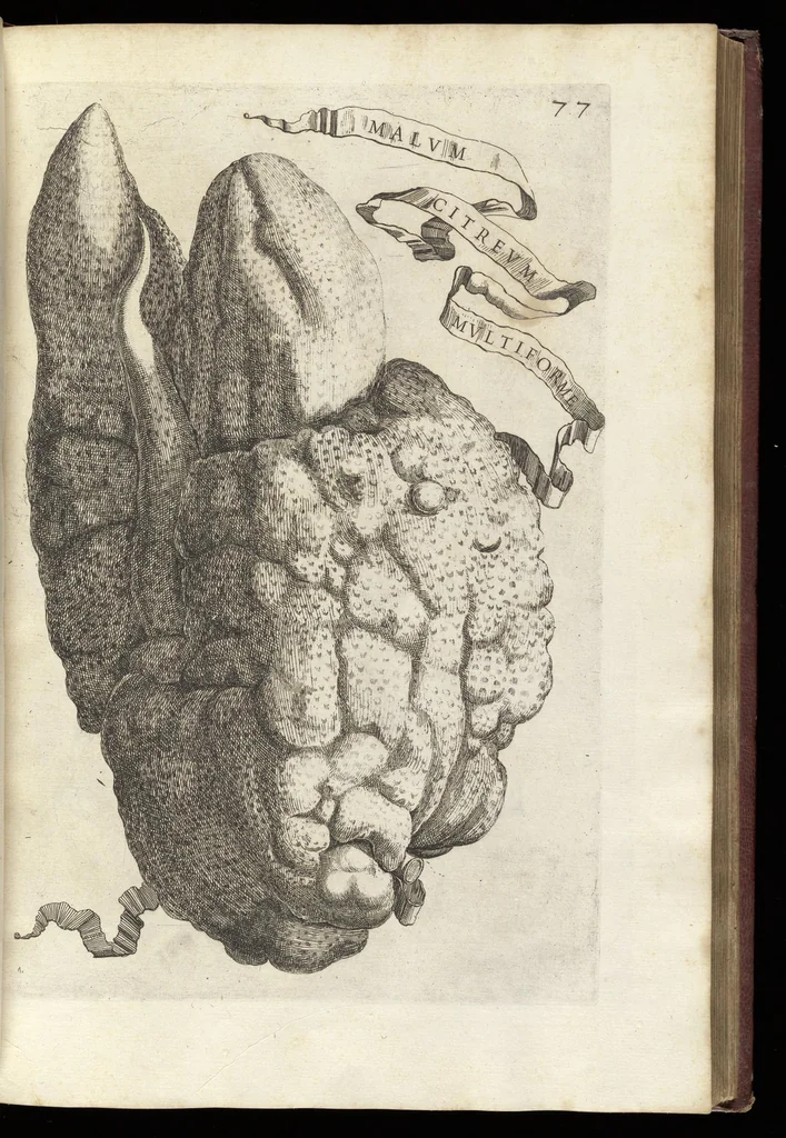 An illustration from Hesperides, siue, De malorum aureorum cultura et vsu libri quatuor, 1646, leaf 100