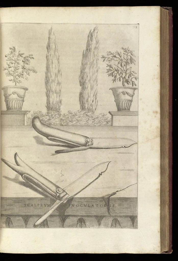 An illustration from Hesperides, siue, De malorum aureorum cultura et vsu libri quatuor, 1646, leaf 134