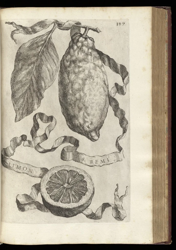 An illustration from Hesperides, siue, De malorum aureorum cultura et vsu libri quatuor, 1646, leaf 220