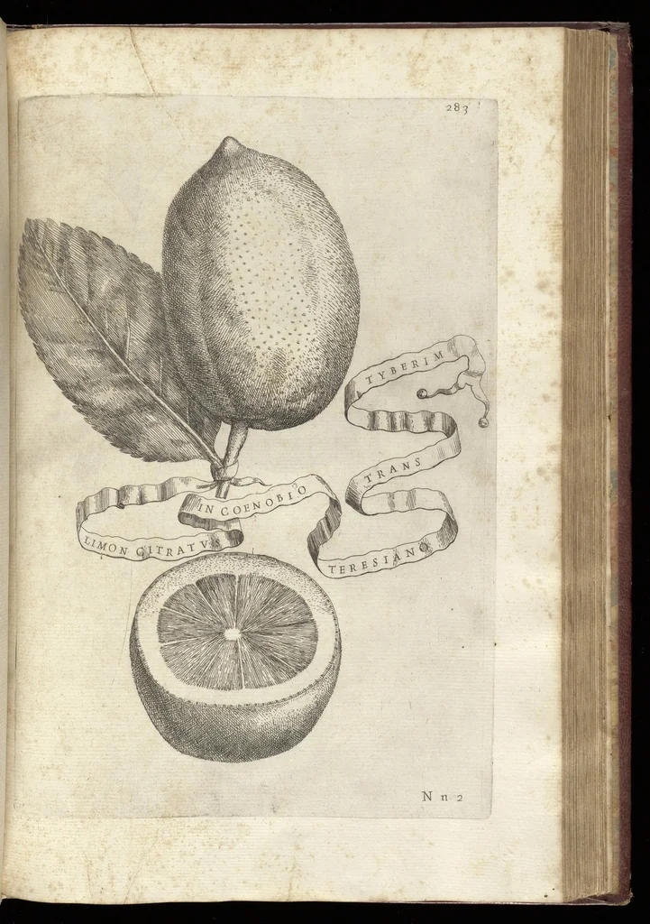 An illustration from Hesperides, siue, De malorum aureorum cultura et vsu libri quatuor, 1646, leaf 306