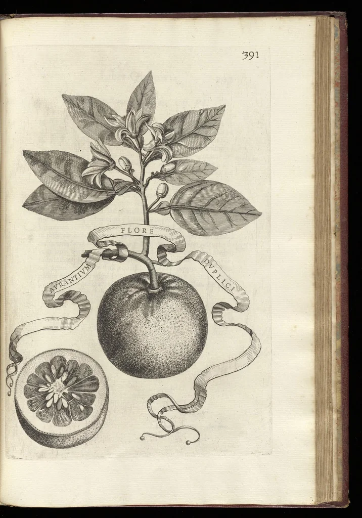 An illustration from Hesperides, siue, De malorum aureorum cultura et vsu libri quatuor, 1646, leaf 414