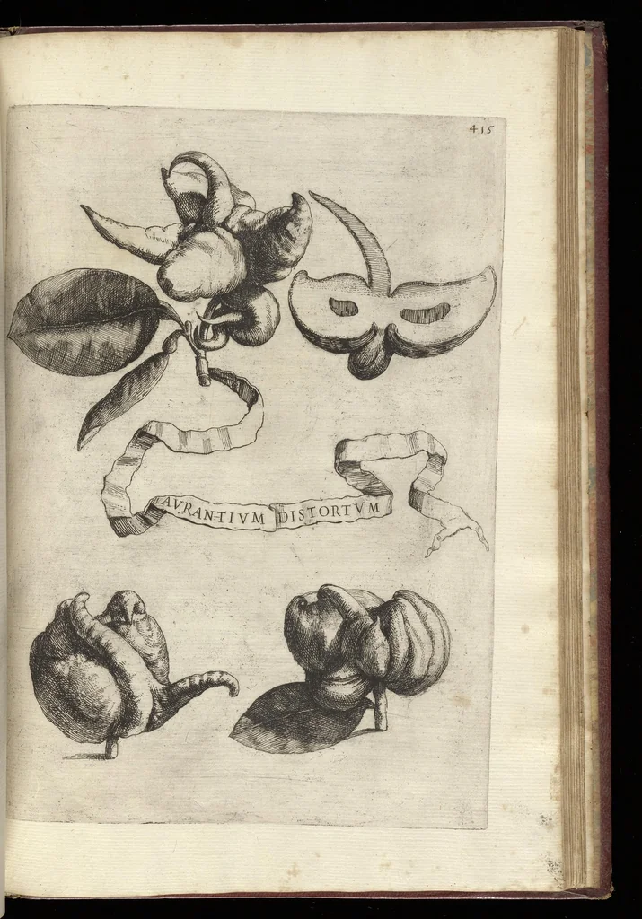 An illustration from Hesperides, siue, De malorum aureorum cultura et vsu libri quatuor, 1646, leaf 438
