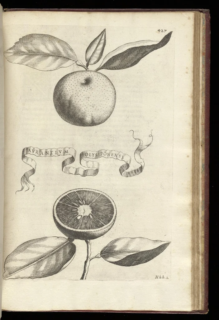 An illustration from Hesperides, siue, De malorum aureorum cultura et vsu libri quatuor, 1646, leaf 450