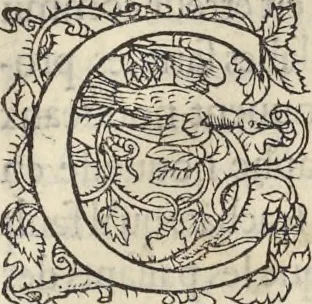 An illustration from L'histoire de la natvre des oyseavx : avec levrs descriptions, & naïfs portraicts retirez du natvrel, escrite en sept livres, 1555, leaf 106