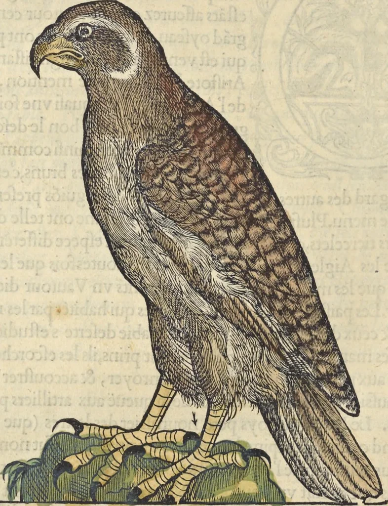An illustration from L'histoire de la natvre des oyseavx : avec levrs descriptions, & naïfs portraicts retirez du natvrel, escrite en sept livres, 1555, leaf 115