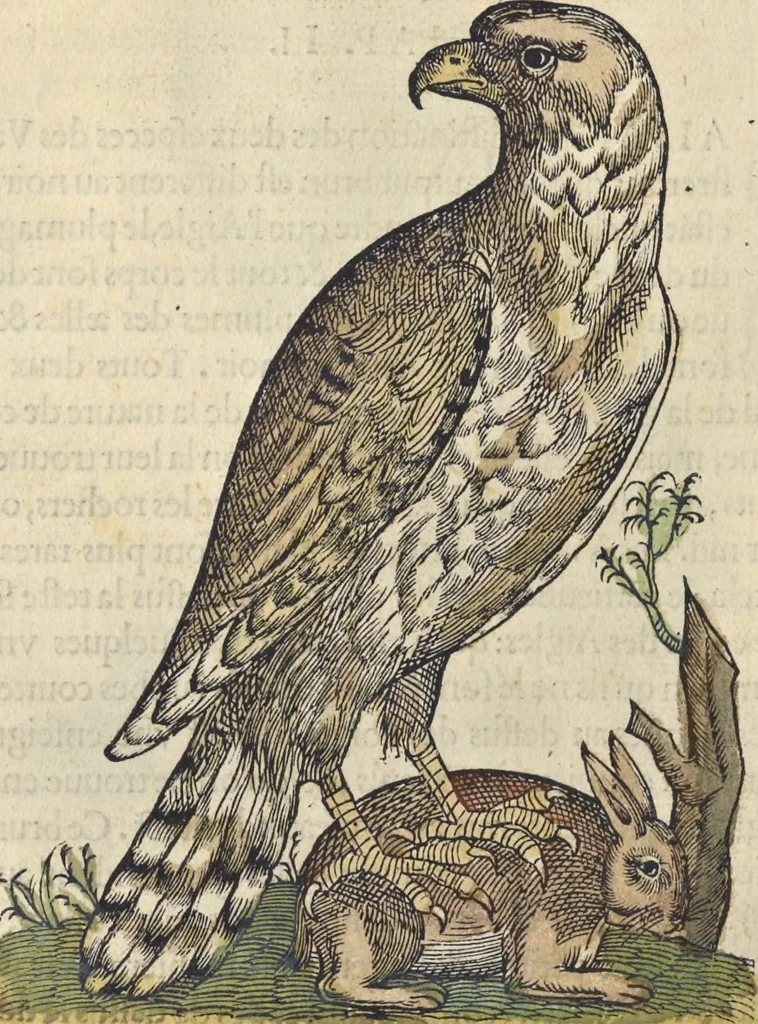 An illustration from L'histoire de la natvre des oyseavx : avec levrs descriptions, & naïfs portraicts retirez du natvrel, escrite en sept livres, 1555, leaf 117