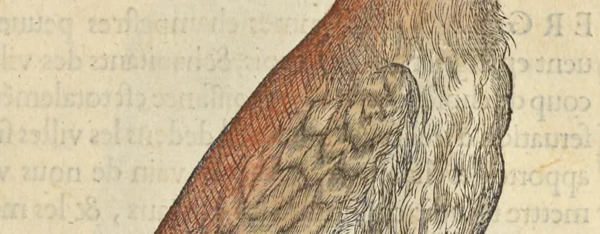 An illustration from L'histoire de la natvre des oyseavx : avec levrs descriptions, & naïfs portraicts retirez du natvrel, escrite en sept livres, 1555, leaf 122