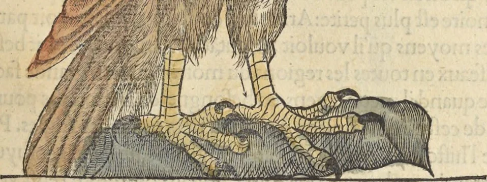 An illustration from L'histoire de la natvre des oyseavx : avec levrs descriptions, & naïfs portraicts retirez du natvrel, escrite en sept livres, 1555, leaf 122
