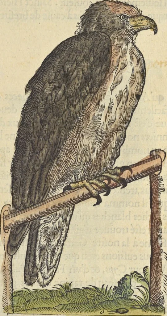 An illustration from L'histoire de la natvre des oyseavx : avec levrs descriptions, & naïfs portraicts retirez du natvrel, escrite en sept livres, 1555, leaf 124