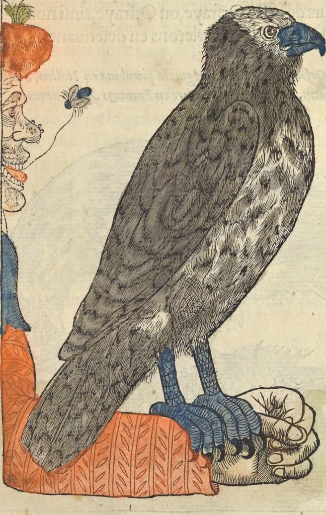 An illustration from L'histoire de la natvre des oyseavx : avec levrs descriptions, & naïfs portraicts retirez du natvrel, escrite en sept livres, 1555, leaf 126