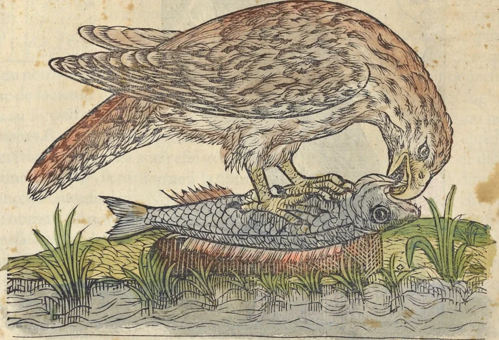 An illustration from L'histoire de la natvre des oyseavx : avec levrs descriptions, & naïfs portraicts retirez du natvrel, escrite en sept livres, 1555, leaf 127