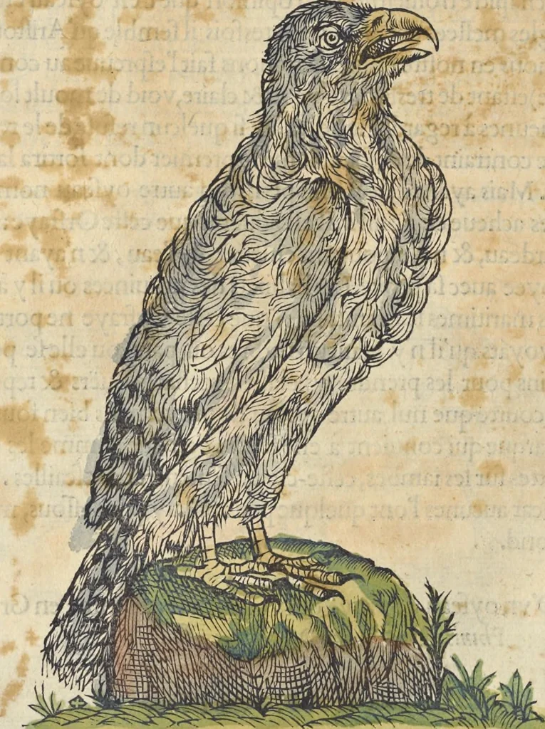 An illustration from L'histoire de la natvre des oyseavx : avec levrs descriptions, & naïfs portraicts retirez du natvrel, escrite en sept livres, 1555, leaf 129