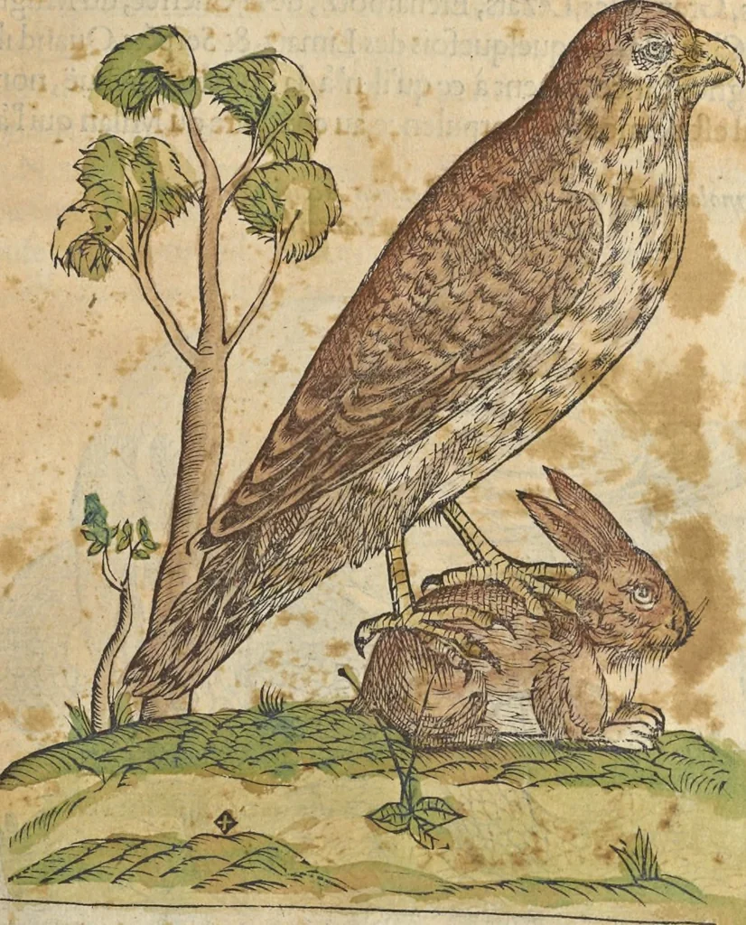 An illustration from L'histoire de la natvre des oyseavx : avec levrs descriptions, & naïfs portraicts retirez du natvrel, escrite en sept livres, 1555, leaf 132