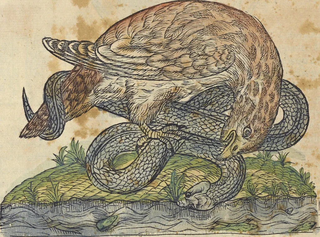 An illustration from L'histoire de la natvre des oyseavx : avec levrs descriptions, & naïfs portraicts retirez du natvrel, escrite en sept livres, 1555, leaf 133