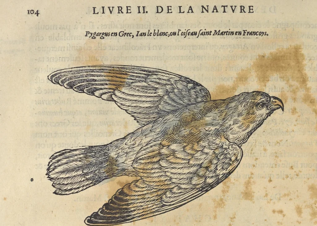 An illustration from L'histoire de la natvre des oyseavx : avec levrs descriptions, & naïfs portraicts retirez du natvrel, escrite en sept livres, 1555, leaf 135