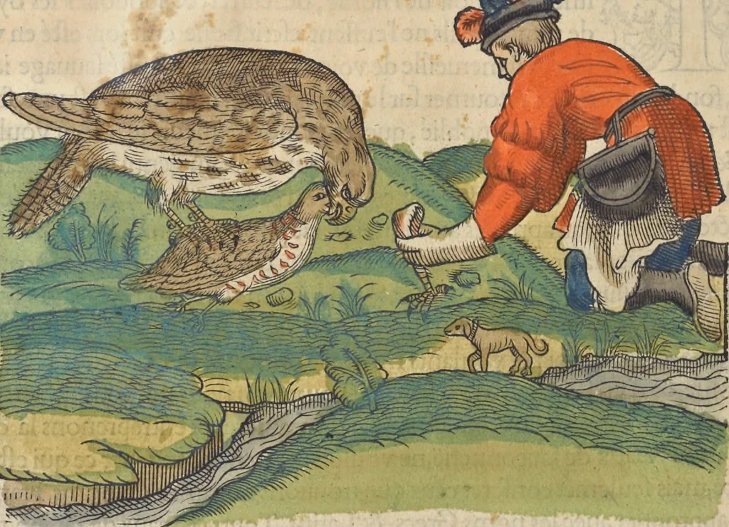 An illustration from L'histoire de la natvre des oyseavx : avec levrs descriptions, & naïfs portraicts retirez du natvrel, escrite en sept livres, 1555, leaf 137