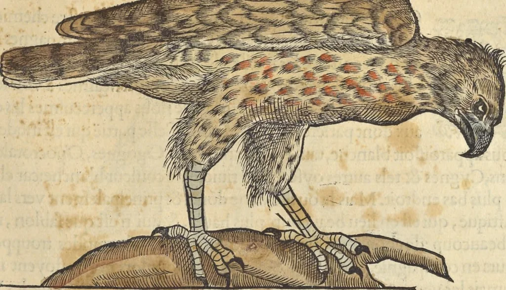 An illustration from L'histoire de la natvre des oyseavx : avec levrs descriptions, & naïfs portraicts retirez du natvrel, escrite en sept livres, 1555, leaf 140
