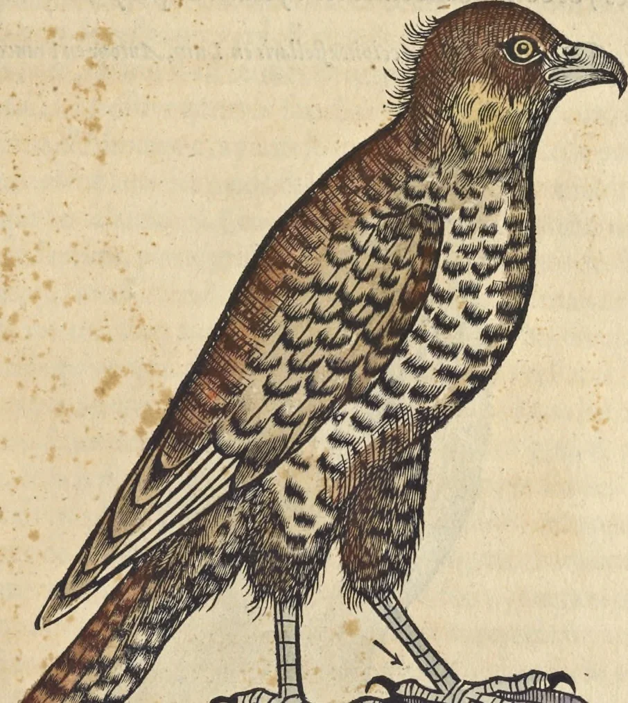 An illustration from L'histoire de la natvre des oyseavx : avec levrs descriptions, & naïfs portraicts retirez du natvrel, escrite en sept livres, 1555, leaf 142