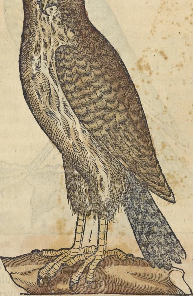 An illustration from L'histoire de la natvre des oyseavx : avec levrs descriptions, & naïfs portraicts retirez du natvrel, escrite en sept livres, 1555, leaf 143