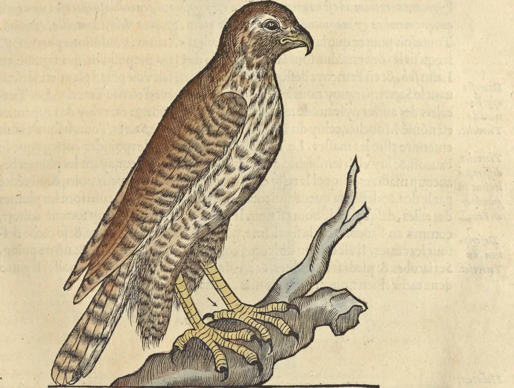 An illustration from L'histoire de la natvre des oyseavx : avec levrs descriptions, & naïfs portraicts retirez du natvrel, escrite en sept livres, 1555, leaf 148