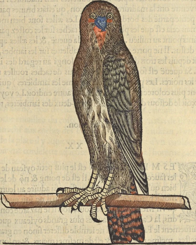 An illustration from L'histoire de la natvre des oyseavx : avec levrs descriptions, & naïfs portraicts retirez du natvrel, escrite en sept livres, 1555, leaf 150