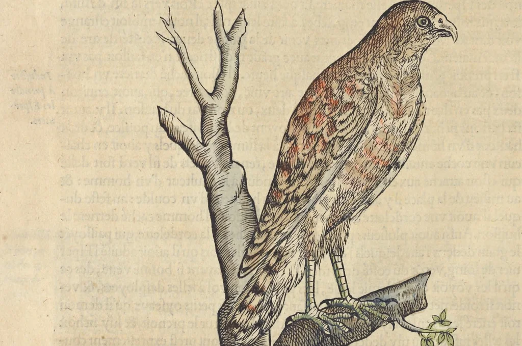 An illustration from L'histoire de la natvre des oyseavx : avec levrs descriptions, & naïfs portraicts retirez du natvrel, escrite en sept livres, 1555, leaf 153