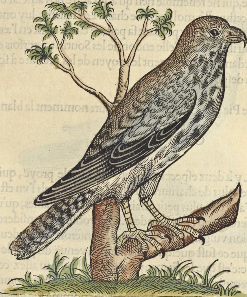 An illustration from L'histoire de la natvre des oyseavx : avec levrs descriptions, & naïfs portraicts retirez du natvrel, escrite en sept livres, 1555, leaf 156