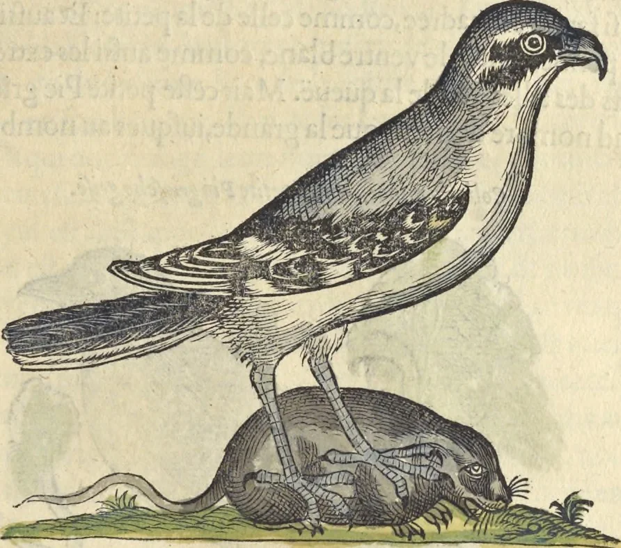 An illustration from L'histoire de la natvre des oyseavx : avec levrs descriptions, & naïfs portraicts retirez du natvrel, escrite en sept livres, 1555, leaf 158