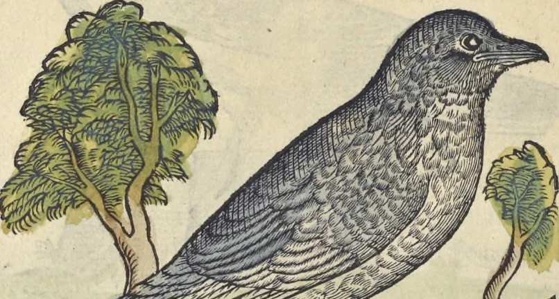 An illustration from L'histoire de la natvre des oyseavx : avec levrs descriptions, & naïfs portraicts retirez du natvrel, escrite en sept livres, 1555, leaf 159