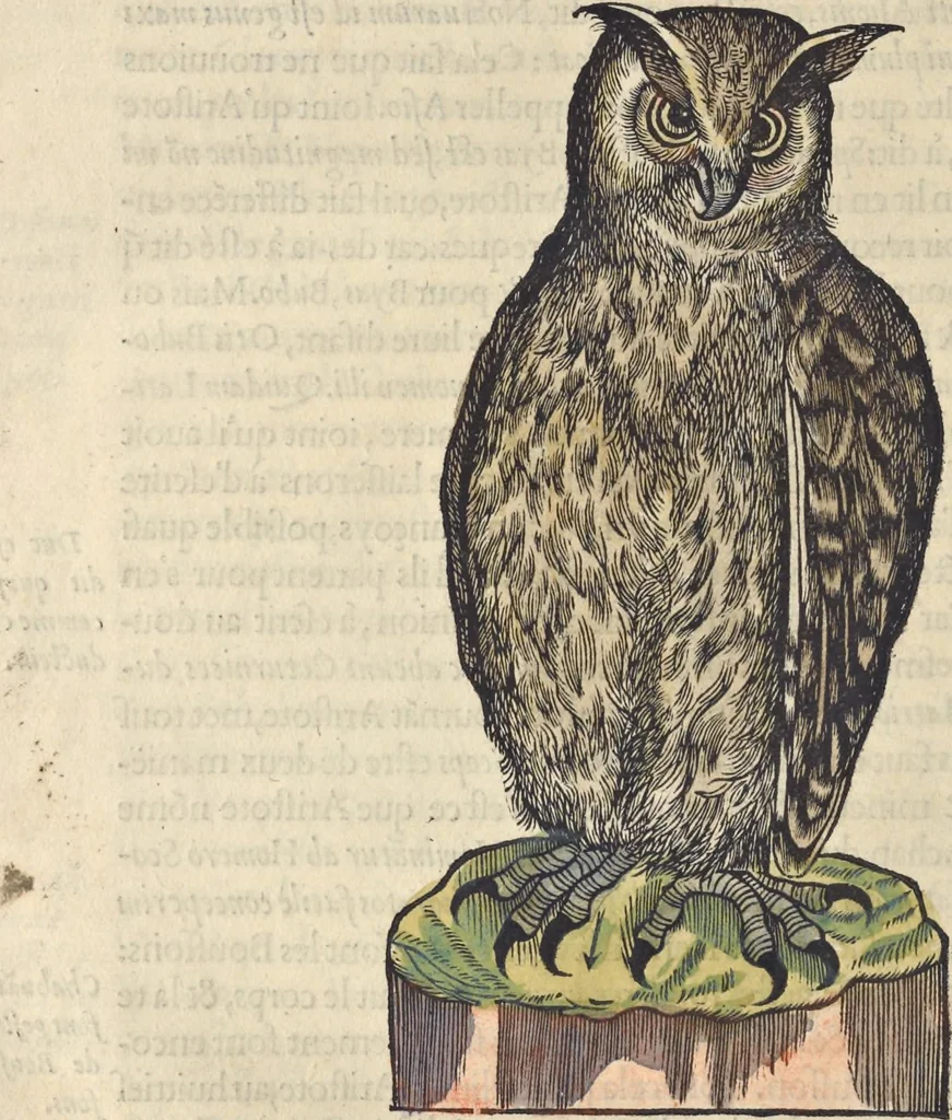 An illustration from L'histoire de la natvre des oyseavx : avec levrs descriptions, & naïfs portraicts retirez du natvrel, escrite en sept livres, 1555, leaf 167