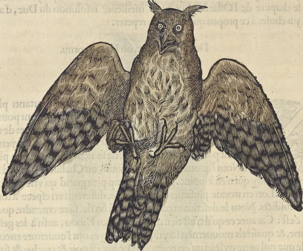 An illustration from L'histoire de la natvre des oyseavx : avec levrs descriptions, & naïfs portraicts retirez du natvrel, escrite en sept livres, 1555, leaf 169