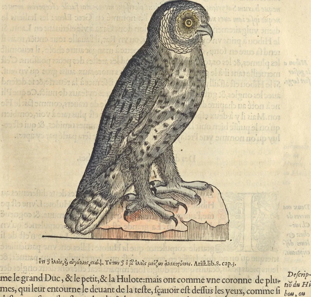 An illustration from L'histoire de la natvre des oyseavx : avec levrs descriptions, & naïfs portraicts retirez du natvrel, escrite en sept livres, 1555, leaf 170