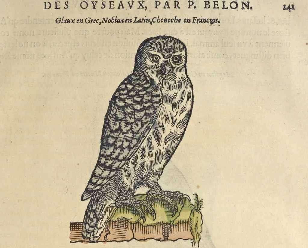 An illustration from L'histoire de la natvre des oyseavx : avec levrs descriptions, & naïfs portraicts retirez du natvrel, escrite en sept livres, 1555, leaf 172