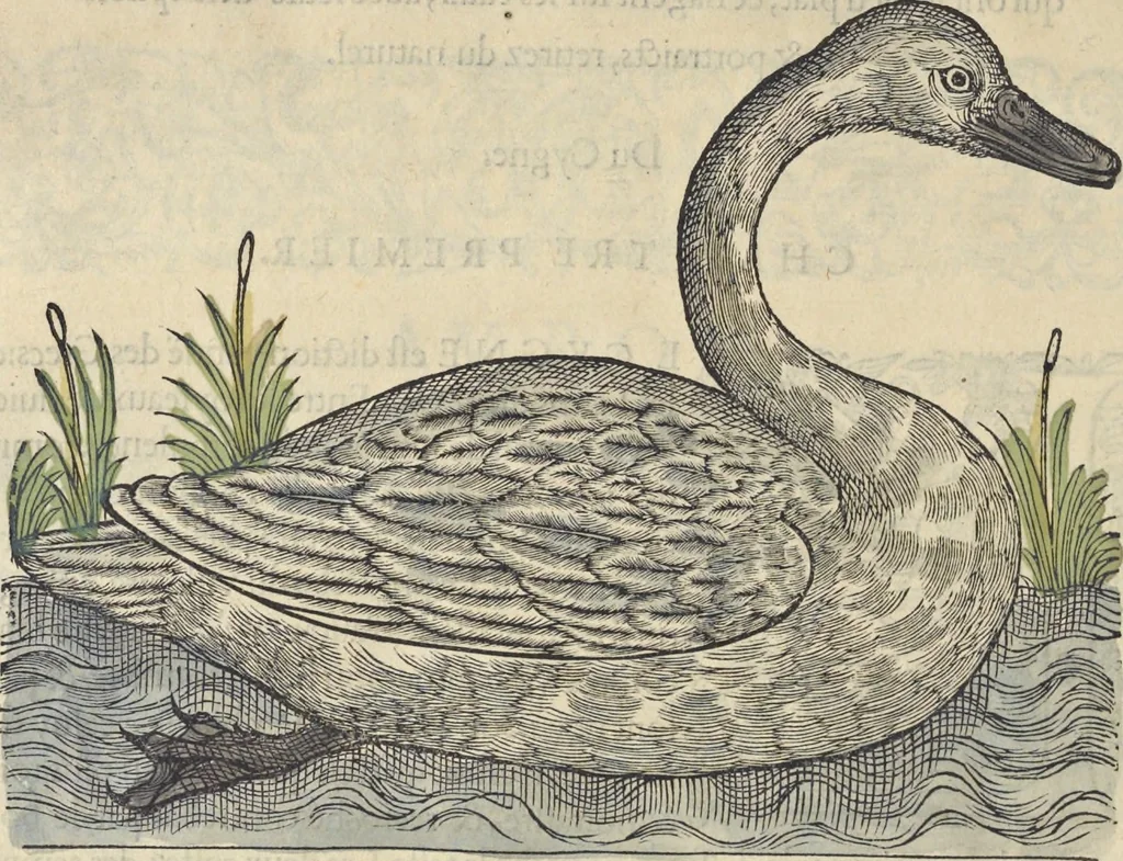An illustration from L'histoire de la natvre des oyseavx : avec levrs descriptions, & naïfs portraicts retirez du natvrel, escrite en sept livres, 1555, leaf 183