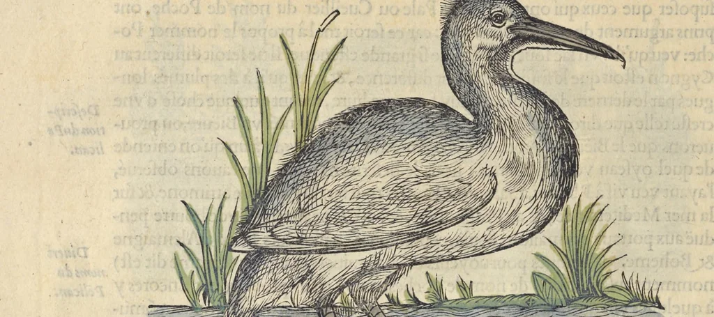 An illustration from L'histoire de la natvre des oyseavx : avec levrs descriptions, & naïfs portraicts retirez du natvrel, escrite en sept livres, 1555, leaf 185
