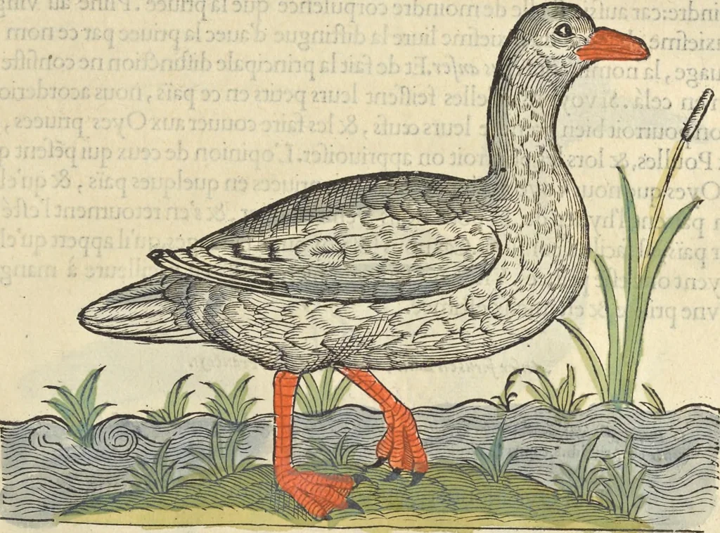 An illustration from L'histoire de la natvre des oyseavx : avec levrs descriptions, & naïfs portraicts retirez du natvrel, escrite en sept livres, 1555, leaf 188