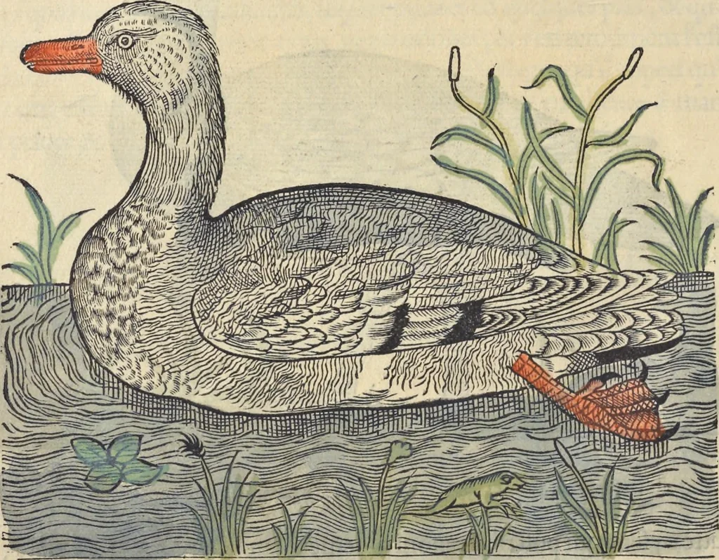 An illustration from L'histoire de la natvre des oyseavx : avec levrs descriptions, & naïfs portraicts retirez du natvrel, escrite en sept livres, 1555, leaf 191