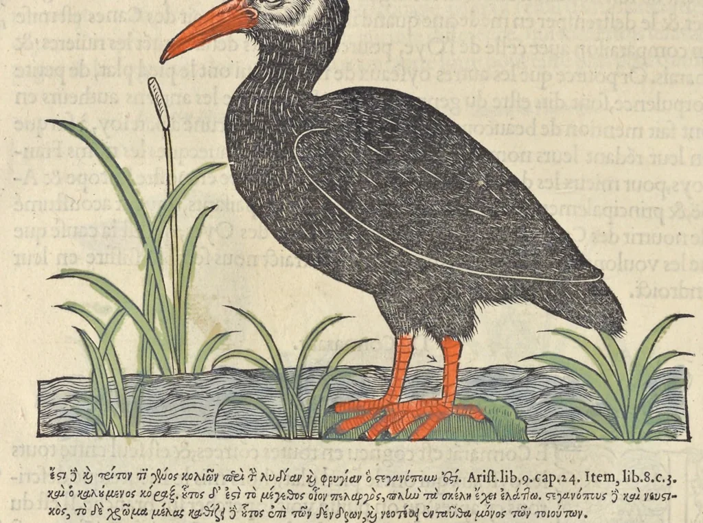 An illustration from L'histoire de la natvre des oyseavx : avec levrs descriptions, & naïfs portraicts retirez du natvrel, escrite en sept livres, 1555, leaf 193