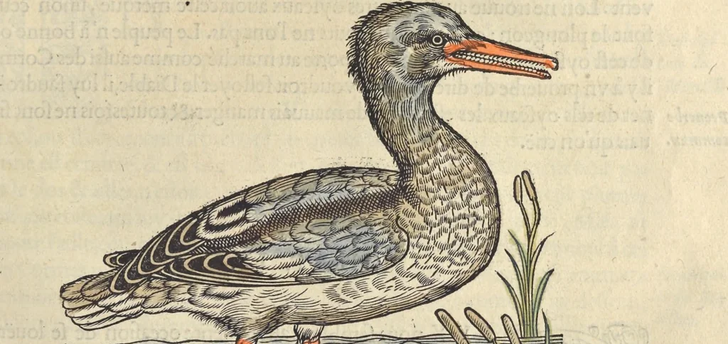 An illustration from L'histoire de la natvre des oyseavx : avec levrs descriptions, & naïfs portraicts retirez du natvrel, escrite en sept livres, 1555, leaf 194