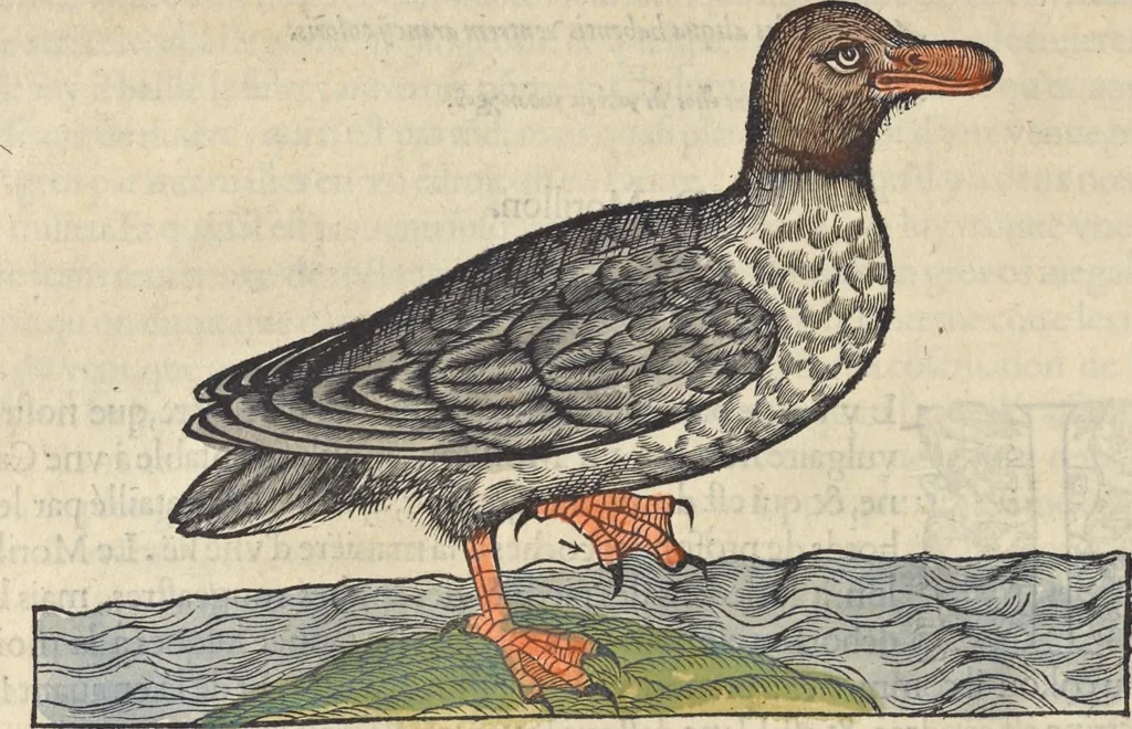 An illustration from L'histoire de la natvre des oyseavx : avec levrs descriptions, & naïfs portraicts retirez du natvrel, escrite en sept livres, 1555, leaf 197