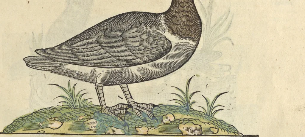 An illustration from L'histoire de la natvre des oyseavx : avec levrs descriptions, & naïfs portraicts retirez du natvrel, escrite en sept livres, 1555, leaf 198