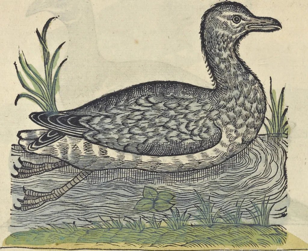 An illustration from L'histoire de la natvre des oyseavx : avec levrs descriptions, & naïfs portraicts retirez du natvrel, escrite en sept livres, 1555, leaf 199