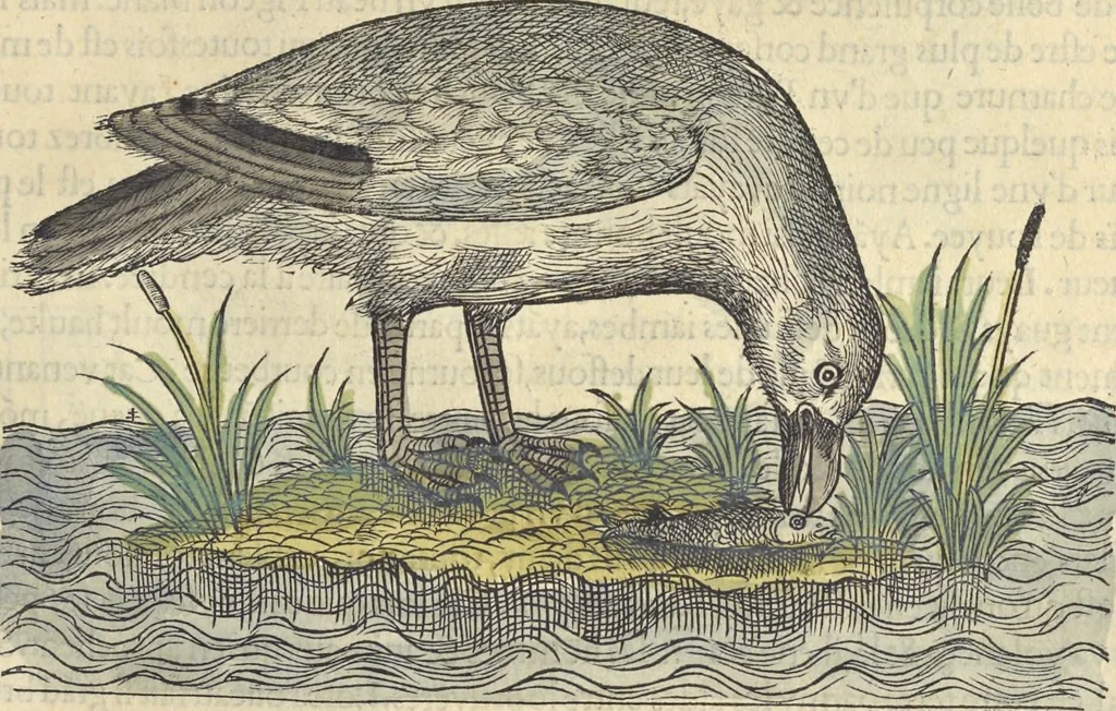 An illustration from L'histoire de la natvre des oyseavx : avec levrs descriptions, & naïfs portraicts retirez du natvrel, escrite en sept livres, 1555, leaf 200